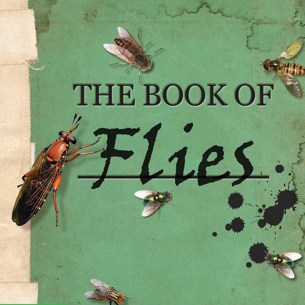 The Life Of The Fly