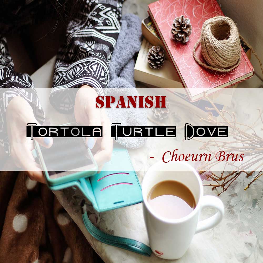 Tortola Turtle Dove 